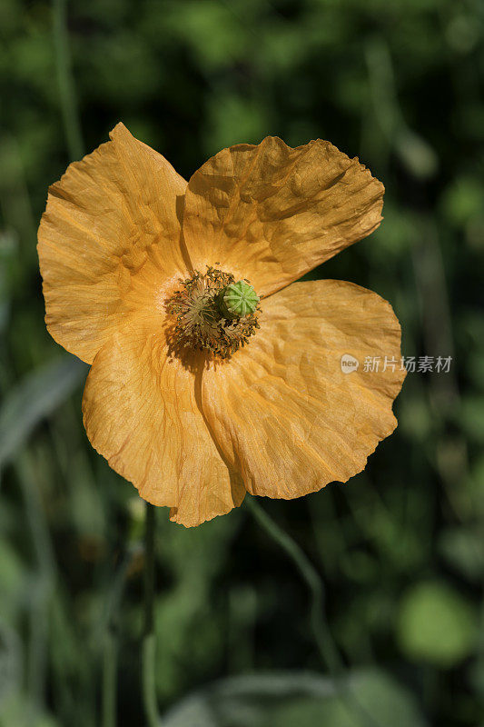 花园里的威尔士罂粟(Meconopsis cambrica)